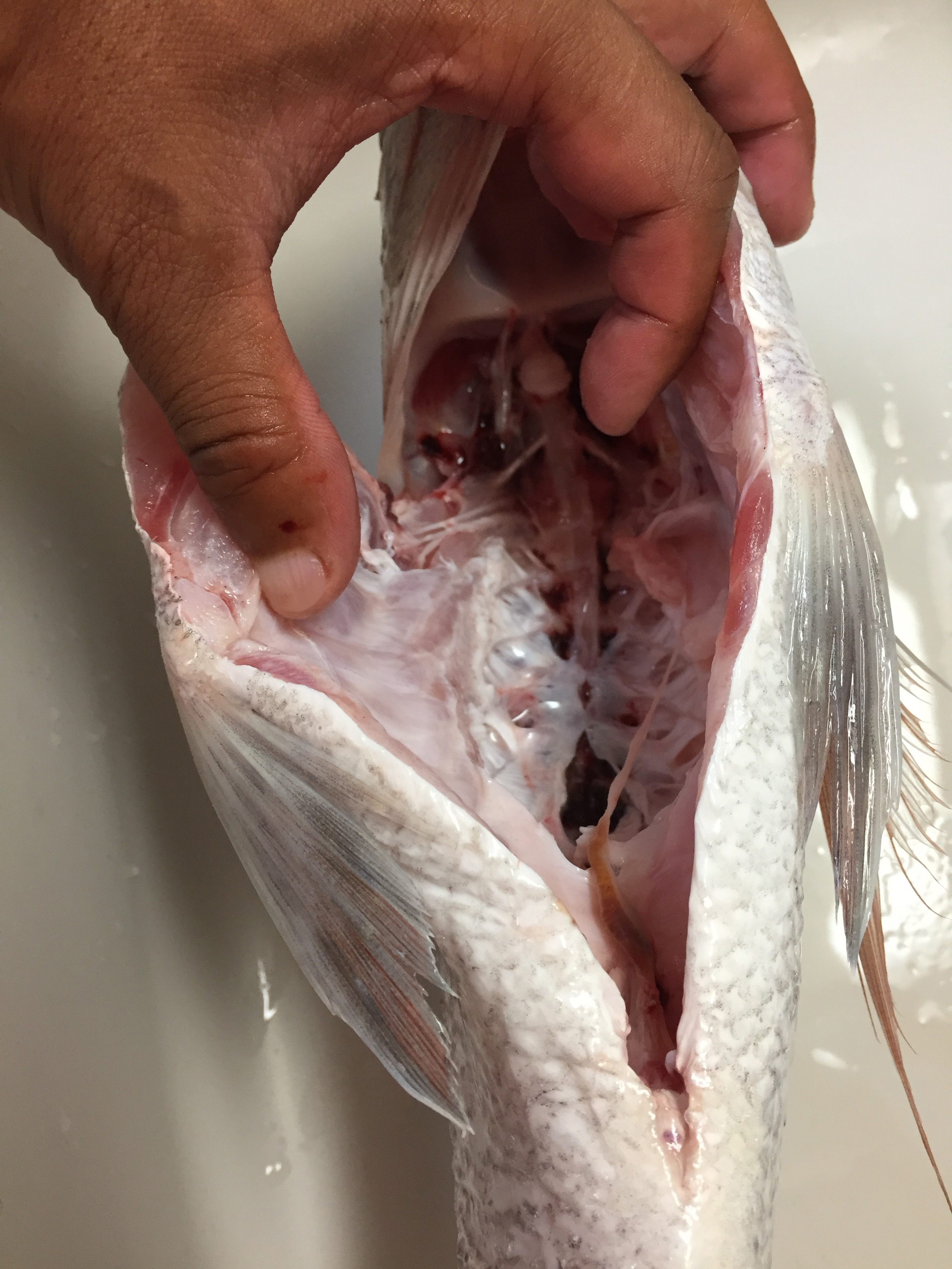 釣った魚をきちんと処理した方がよい理由 血抜き 神経締め 内臓処理 鯛ラバ